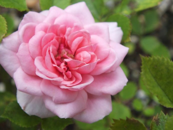  photo lectchworth_zps6e9ba4d5.jpg